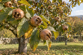 Muşmula